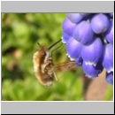 Bombylius major - Wollschweber w01.jpg